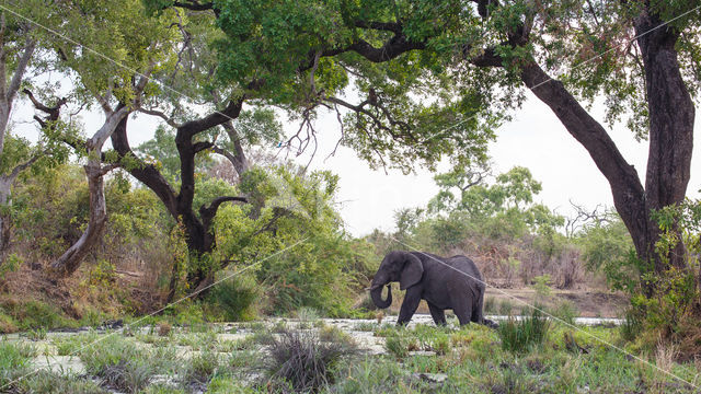 Afrikaanse olifant (Loxodonta africana)