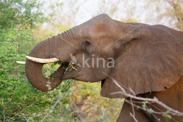 Afrikaanse olifant (Loxodonta africana)