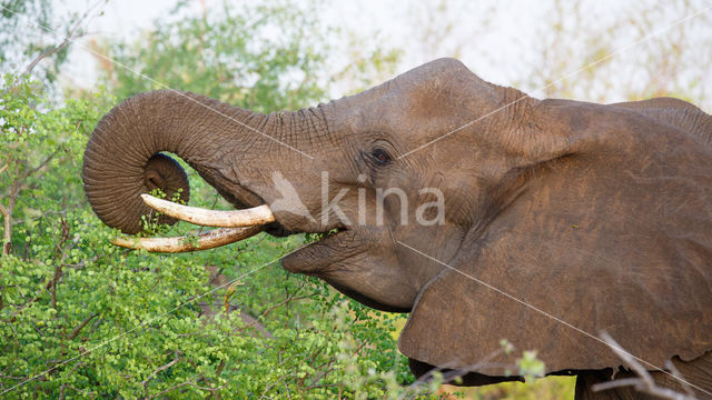 Afrikaanse olifant (Loxodonta africana)