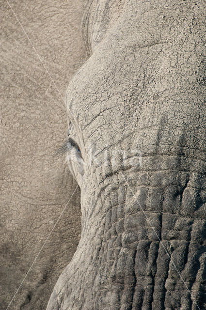 Afrikaanse olifant (Loxodonta africana)