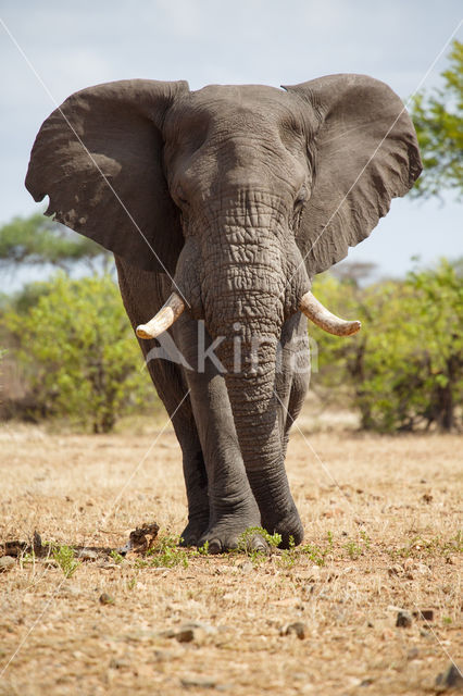 Afrikaanse olifant (Loxodonta africana)