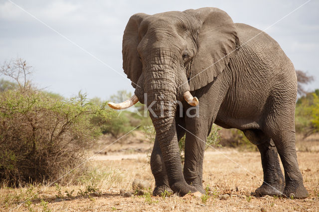 Afrikaanse olifant (Loxodonta africana)