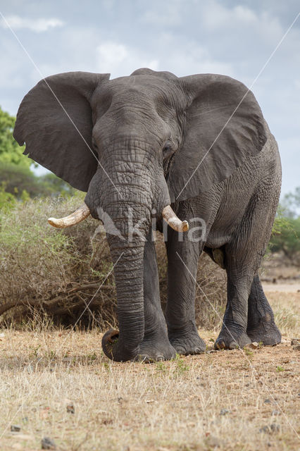 Afrikaanse olifant (Loxodonta africana)