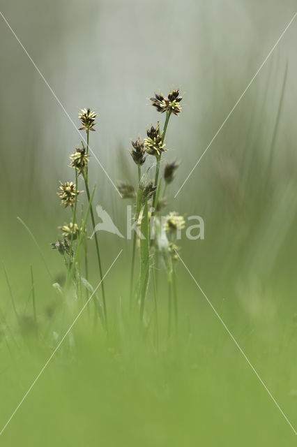 Gewone veldbies (Luzula campestris)