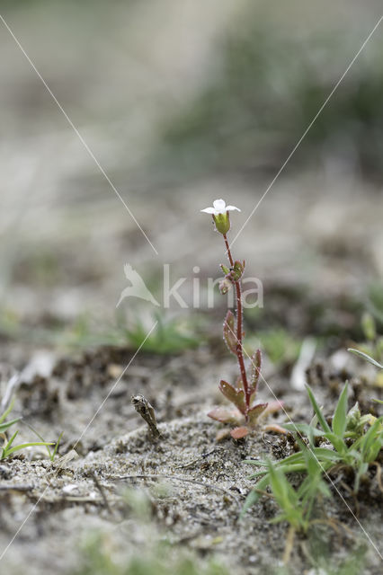 Rue-leaved Saxifrage (Saxifraga tridactylites)