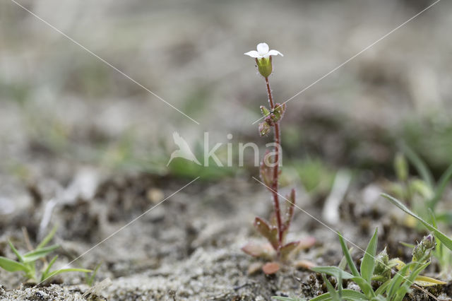 Rue-leaved Saxifrage (Saxifraga tridactylites)