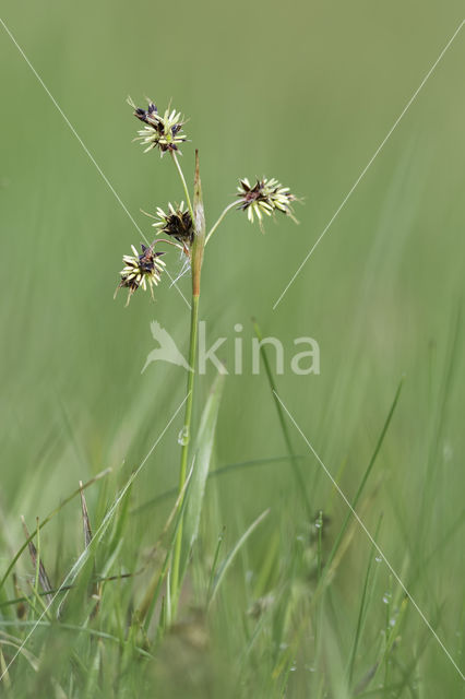 Gewone veldbies (Luzula campestris)