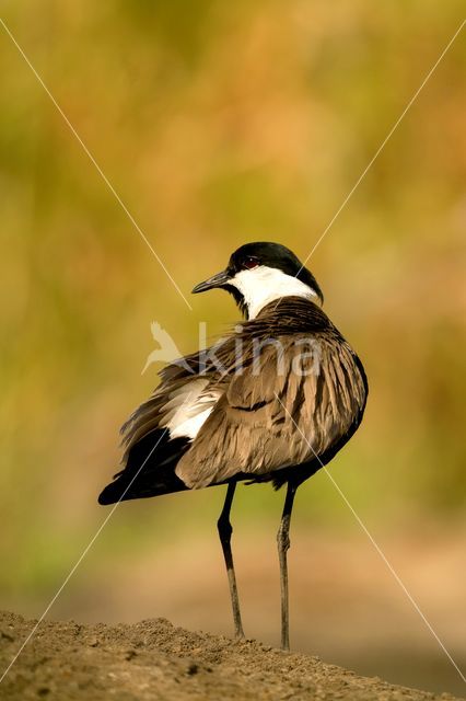 Spur-winged Plover (Vanellus spinosus)