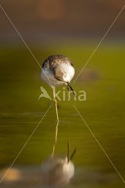 Marsh Sandpiper (Tringa stagnatilis)