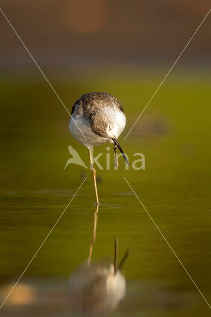 Poelruiter (Tringa stagnatilis)