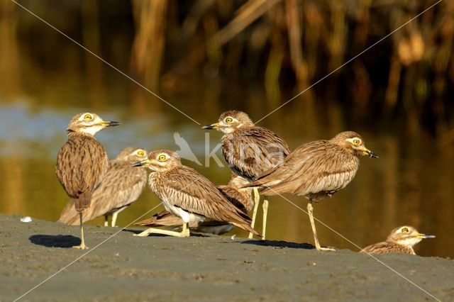 Senegal Thick-knee (Burhinus senegalensis)