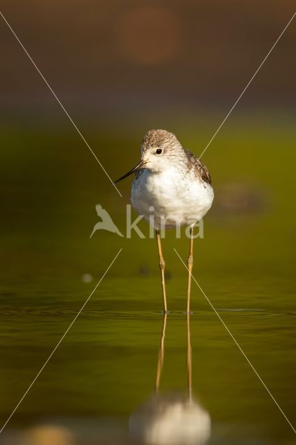 Marsh Sandpiper (Tringa stagnatilis)