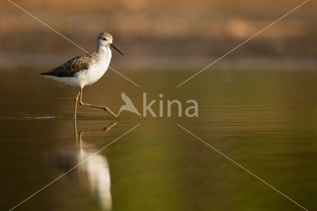 Marsh Sandpiper (Tringa stagnatilis)