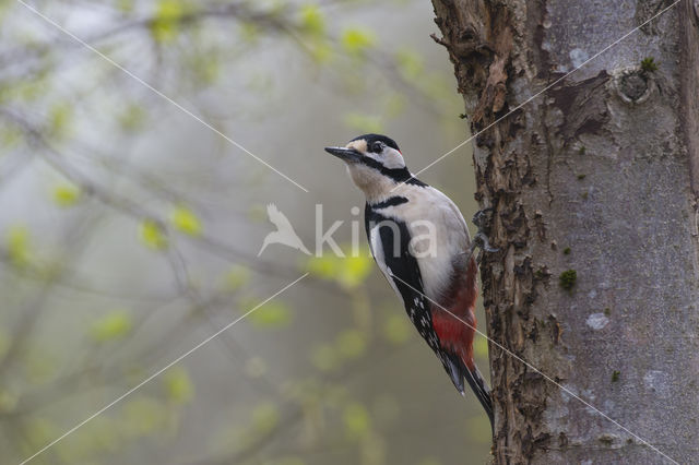 Grote Bonte Specht (Dendrocopos major)