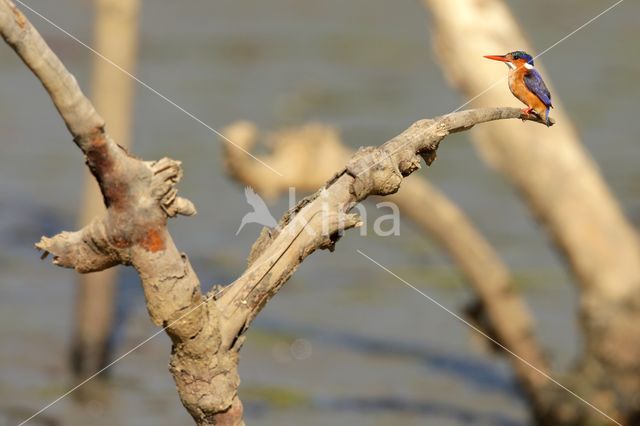 Malachite Kingfisher (Alcedo cristata)