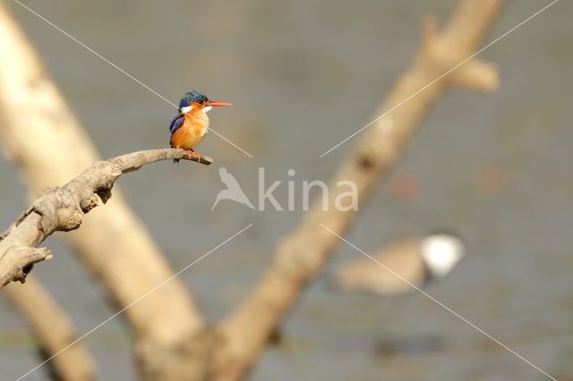 Malachite Kingfisher (Alcedo cristata)