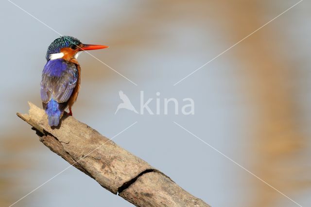 Malachite Kingfisher (Alcedo cristata)