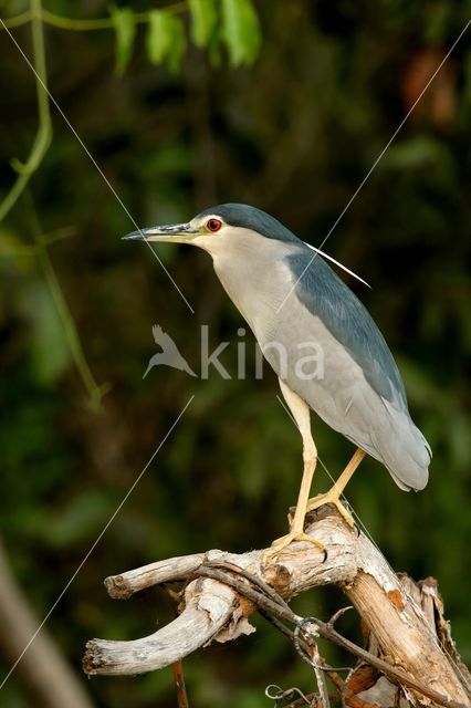 Night Heron (Nycticorax nycticorax)