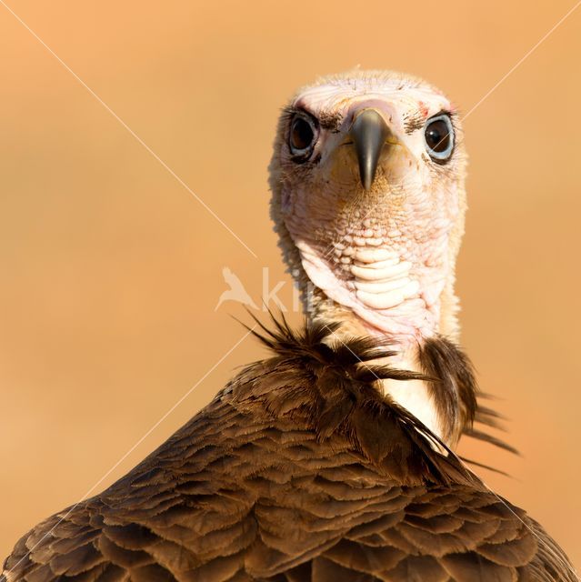 Hooded vulture (Necrosyrtes monachus)