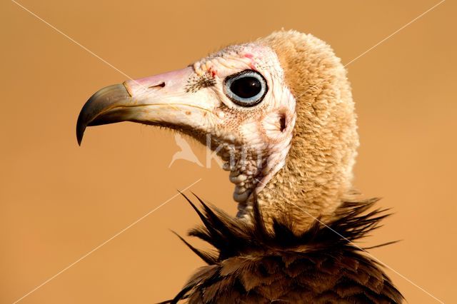 Hooded vulture (Necrosyrtes monachus)