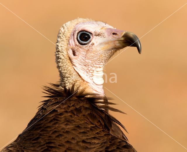 Hooded vulture (Necrosyrtes monachus)