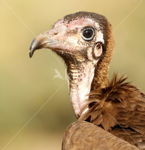 Hooded vulture (Necrosyrtes monachus)