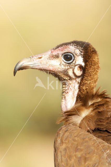 Hooded vulture (Necrosyrtes monachus)