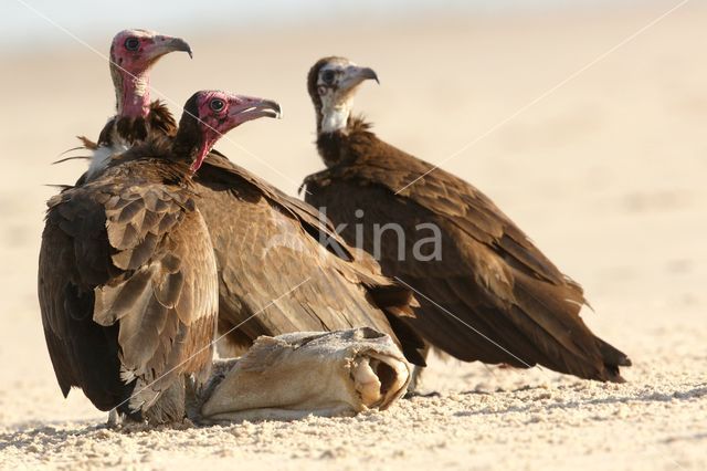 Zwarte Wouw (Milvus migrans)