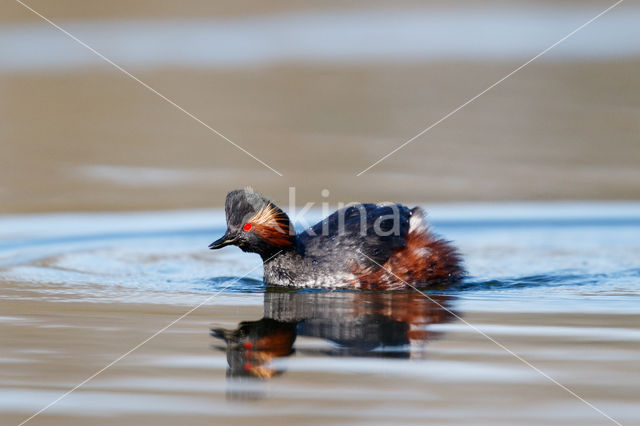 Geoorde Fuut (Podiceps nigricollis)