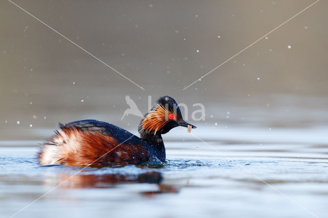 Geoorde Fuut (Podiceps nigricollis)