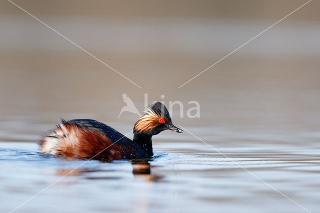 Geoorde Fuut (Podiceps nigricollis)