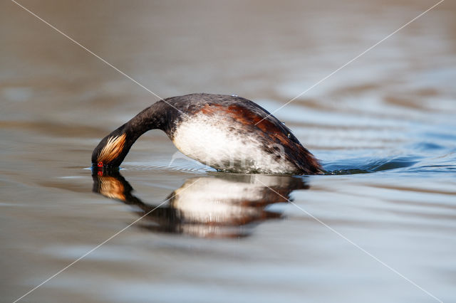 Geoorde Fuut (Podiceps nigricollis)