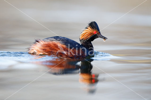 Geoorde Fuut (Podiceps nigricollis)