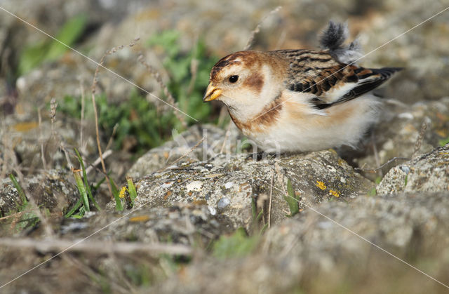 Snow Bunting (Plectrophenax nivalis)