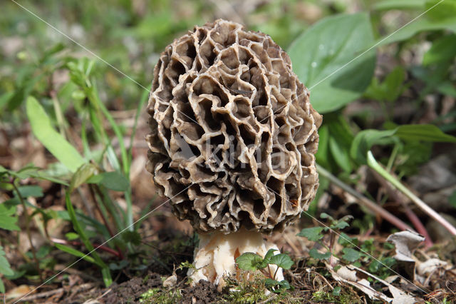 Common morel (Morchella esculenta)