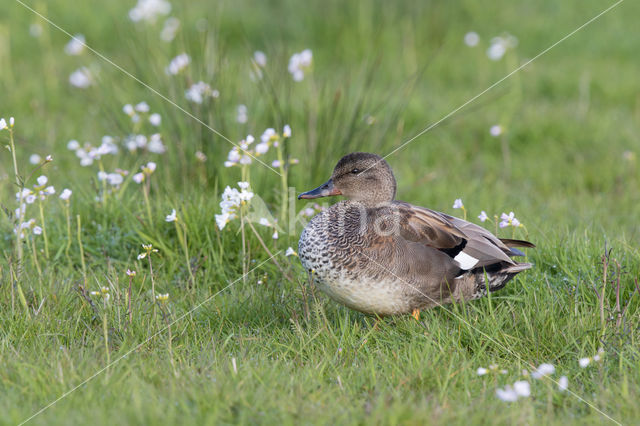 Gadwall (Anas strepera)