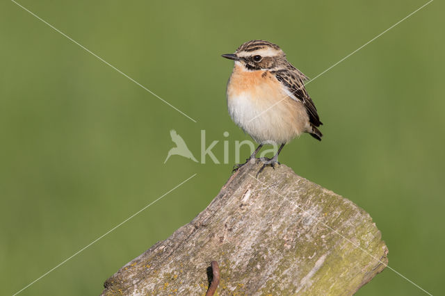 Whinchat (Saxicola rubetra)