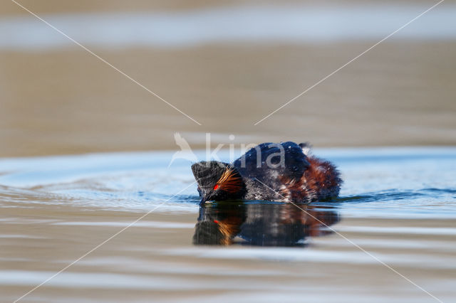 Geoorde Fuut (Podiceps nigricollis)