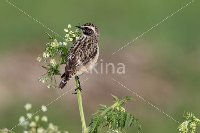 Paapje (Saxicola rubetra)