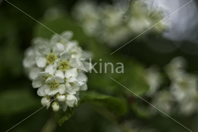 Gewone vogelkers (Prunus padus)