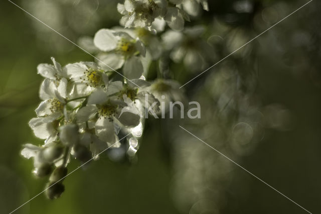 Gewone vogelkers (Prunus padus)