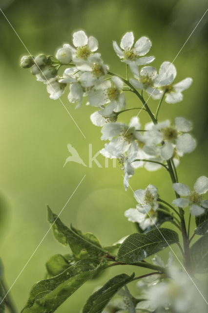 Bird Cherry (Prunus padus)