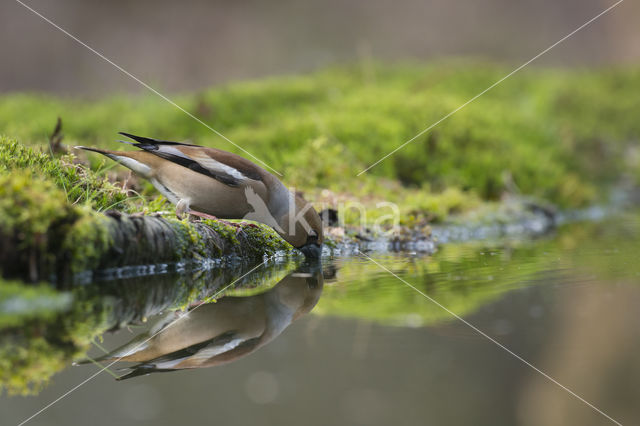 Appelvink (Coccothraustes coccothraustes)