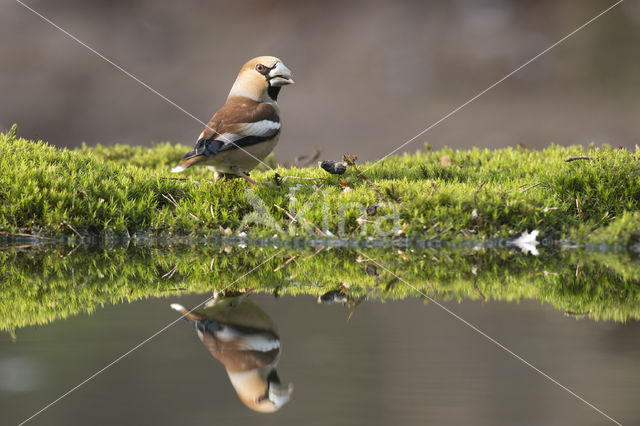 Appelvink (Coccothraustes coccothraustes)