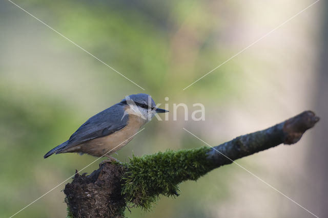 Boomklever (Sitta europaea caesia)