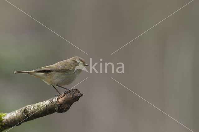 Willow Warbler (Phylloscopus trochilus)