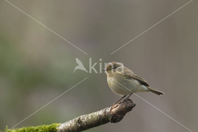 Willow Warbler (Phylloscopus trochilus)