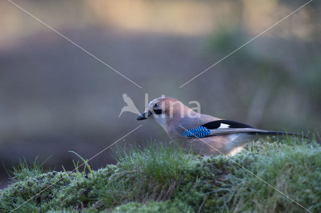 Vlaamse Gaai (Garrulus glandarius)