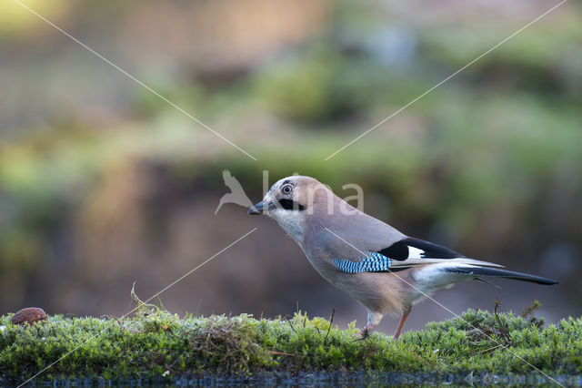 Vlaamse Gaai (Garrulus glandarius)