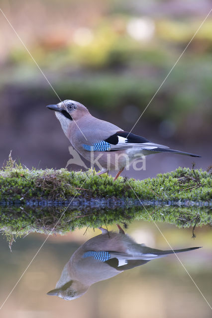 Eurasian Jay (Garrulus glandarius)